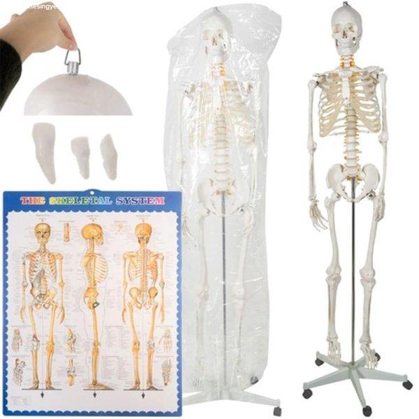 Anatómiai csontváz modell guruló állvánnyal és
falra akasztható ábrával iskoláknak - biológia-,
anatómia- és rajzórákon is használható (BB-22583)