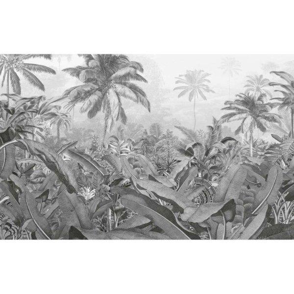 Komar amazónia fekete-fehér fényképfreskó 400 x 250 cm