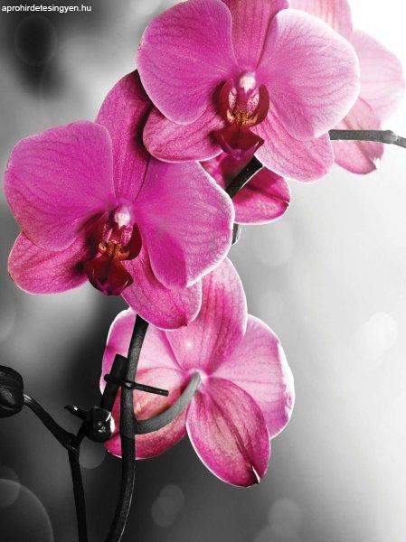 Fotótapéta Orchidea ciklámen 1 L 2