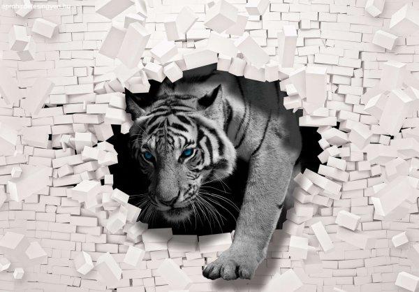 Fotótapéta Tigris - a tégla fal  3D