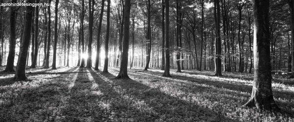 Fotótapéta fekete és fehér erdő Vlies