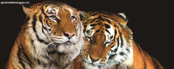 Fotótapéta Tigrisek Vlies