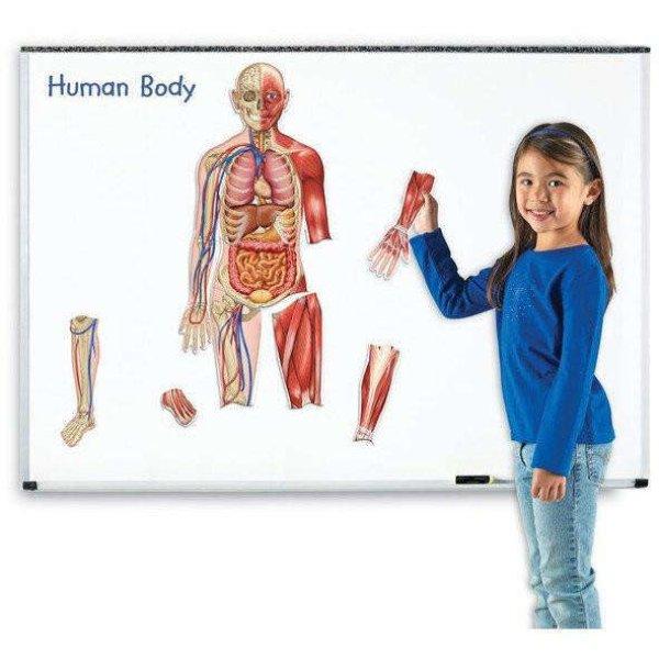 Oktató mágneses játék - Emberi test, lányokkal, 90 cm