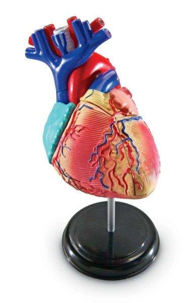 Anatómiai modell szív 29 részes (12,7cm)