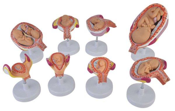 Terhesség folyamata - 8 részes modell