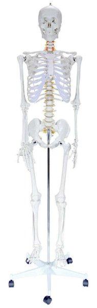 Emberi csontváz, Stan - 180 cm