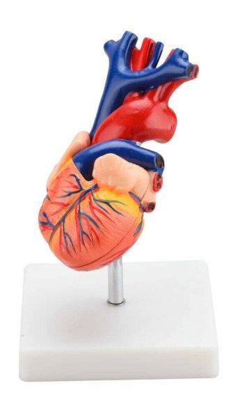 Klasszikus szívmodell - 2 részes