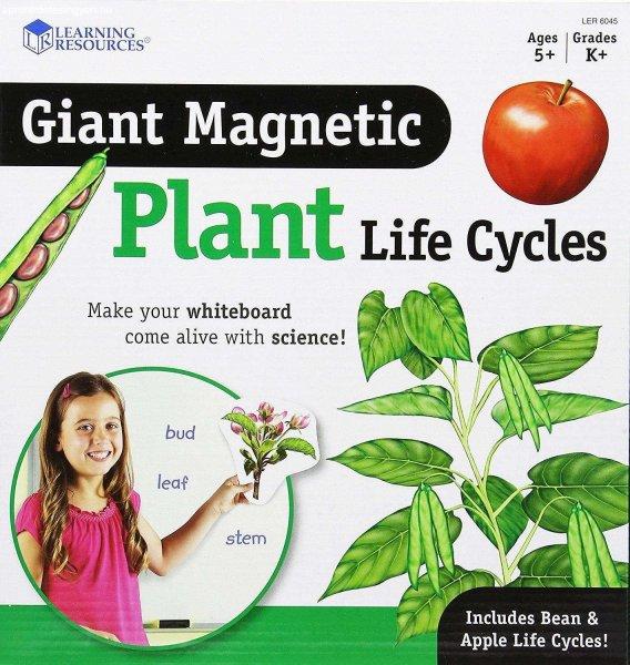 12 részes mágneses készlet, Plant Life Cycle Learning Resources