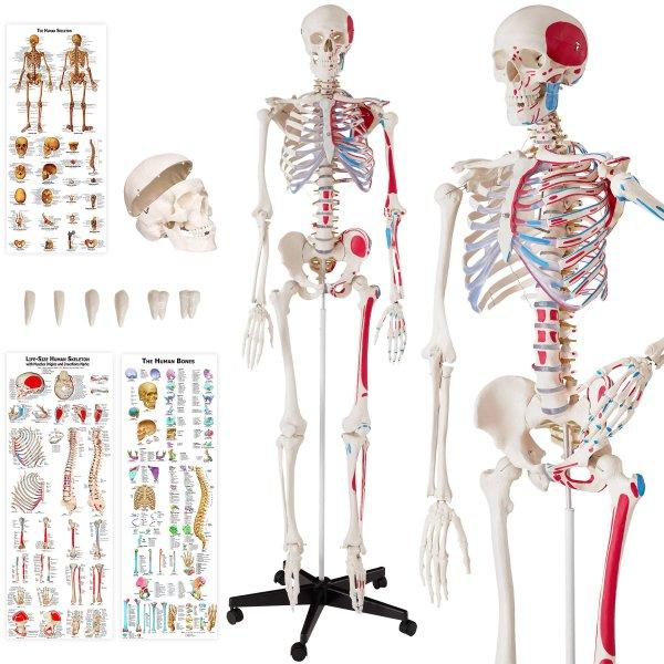 Anatómiai modell, emberi csontváz 180 cm magas, izmok és csontok
jelölésével