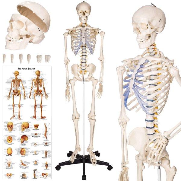 Emberi anatómiai csontváz