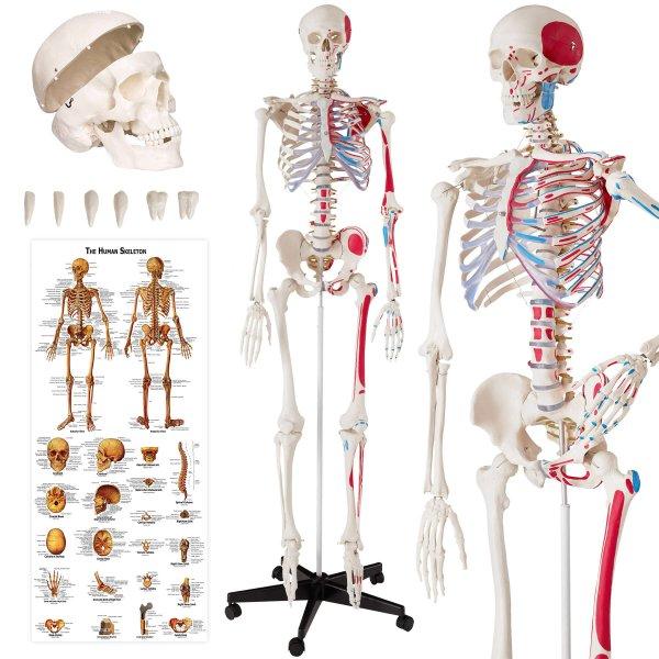 Anatómiai emberi csontváz az izmok számozásával és jelölésével