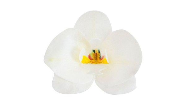 10 db fehér orchidea ostyavirág