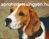 Pixel szett 4 norml alaplappal, sznekkel, kutya, beagle (8