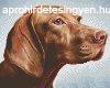 Pixel szett 4 norml alaplappal, sznekkel, kutya, vizsla (8