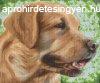 Pixel szett 6 norml alaplappal, sznekkel, kutya, retriever