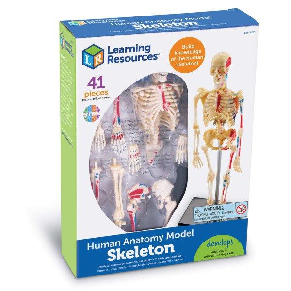 Emberi testmodell - Csontváz