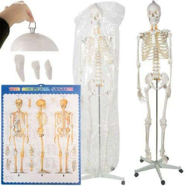 Anatómiai csontváz modell guruló állvánnyal és falra akasztható ábrával
 - 1:1 180cm Malatec 22583