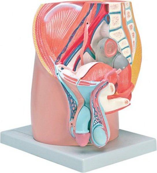  Anatómiai modell FÉRFI MEDENCE - 3 részes