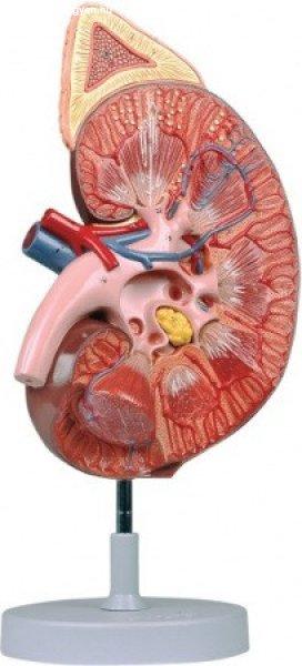 Anatómiai modell vese/mellékvese - 3X
