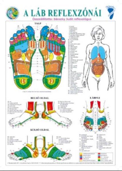 Bánszky Judit: A láb reflexzónái - A3