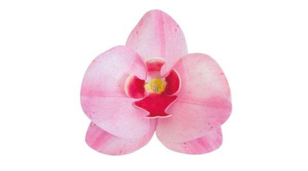 10 db rózsaszín orchidea ostyavirág