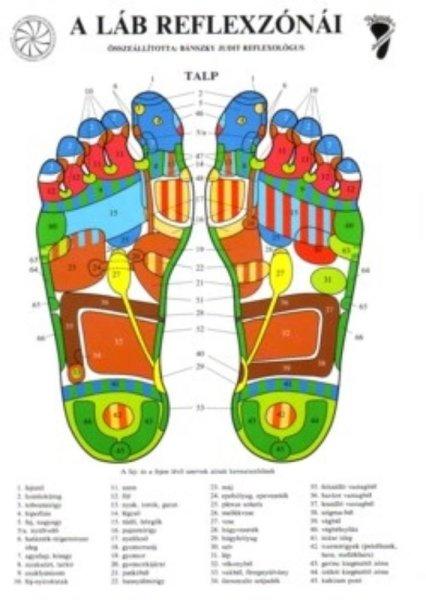 Bánszky Judit: A láb reflexzónái - Két oldalas A4