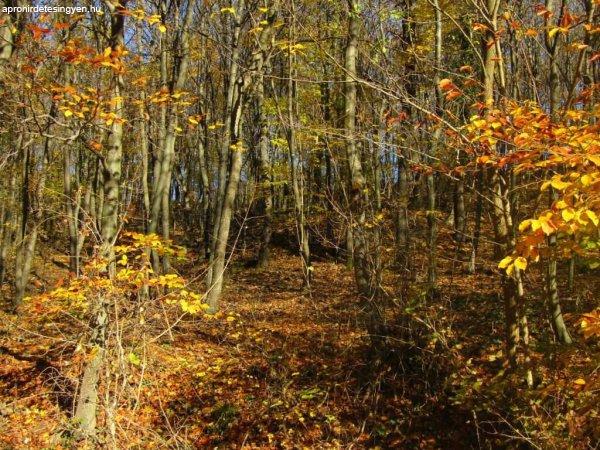 Eladó összesen 3,68 hektár erdő területek Balatonrendesen!