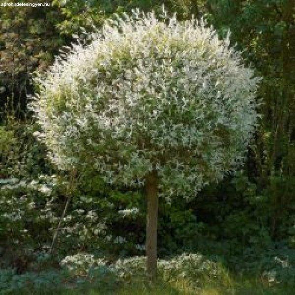 Japán fűz - Salix integra "Hakuro Nishiki" (cserép k 03, Tm:120 cm)