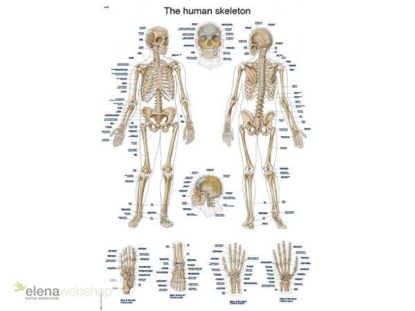 Erler Zimmer - Az ember csontvázrendszere plakát