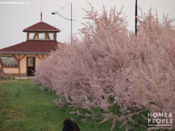 Komplett horgász paradicsom eladó! - Derekegyház