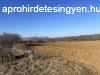 Elad Egyb Balatonberny
