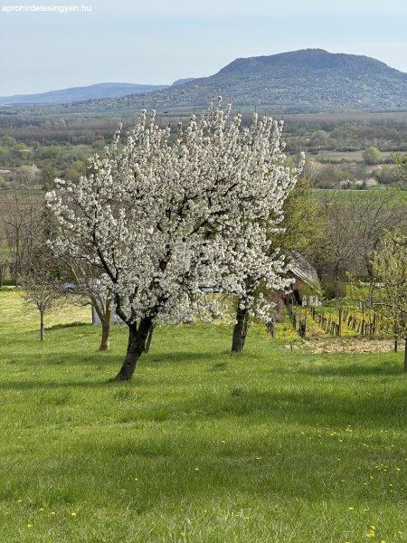 Eladó telek Balatonederics, 	Öreghegy dűlő
