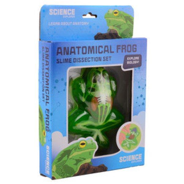 Béka anatómia slime többféle