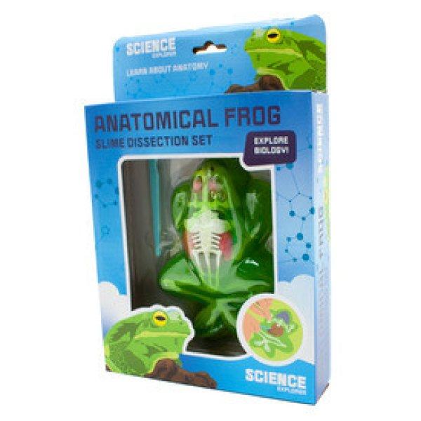 Béka anatómia slime többféle
