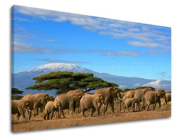 Falfestmény ANIMALS ZV036E11