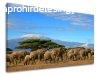 Falfestmny ANIMALS ZV036E11