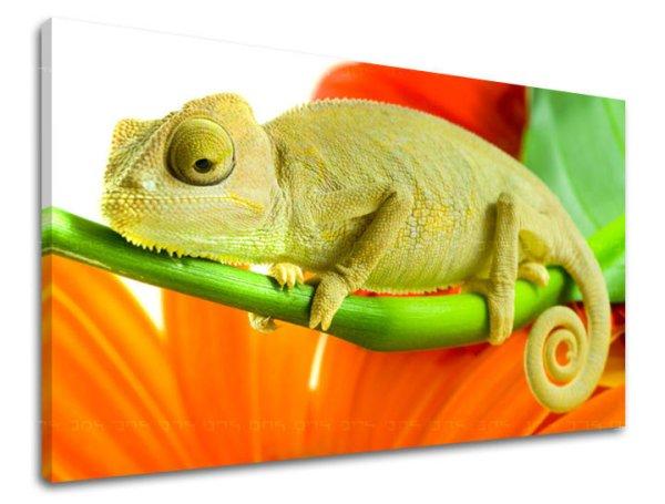 Falfestmény ANIMALS ZV042E11