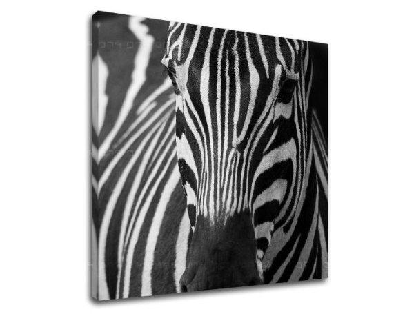 Falfestmény ANIMALS ZV044E12