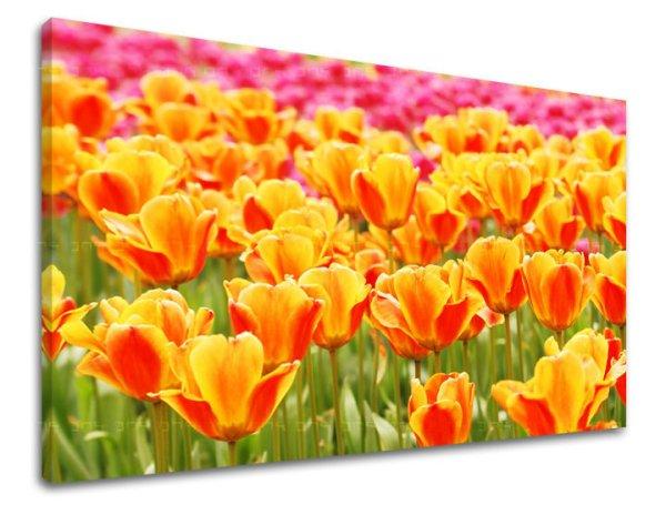 Fali festmény FLOWERS TULIPÁNY KV025E11