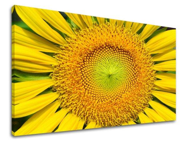 Fali festmény FLOWERS SUNflowers KV039E11