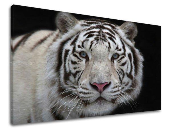 Falfestmény ANIMALS ZV012E11