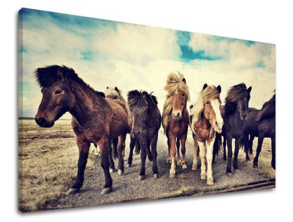 Falfestmény ANIMALS ZV016E11