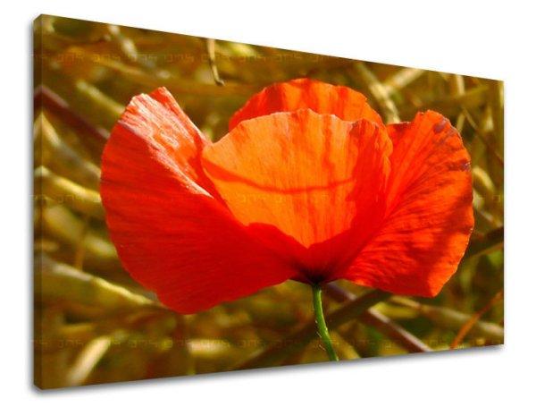 Fali festmény FLOWERS MAKY KV096E11