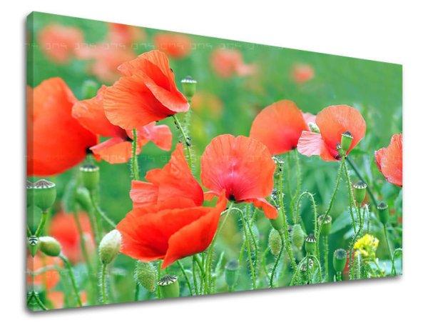 Fali festmény FLOWERS MAKY KV099E11