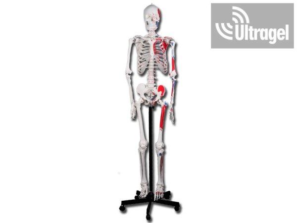 Anatómiai modell Emberi IZOMZAT és csontváz modell - 180cm