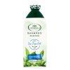 Langelica sampon teafaolaj 250 ml