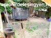 26HD9865  Dunabogdnyban a domboldalban 2000-ben plt csal