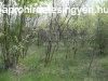 Elad fldterlet Kecskemt, 	54 sz. ft mentn