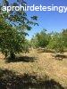 Elad fldterlet Baja, 	Csillagsvny-dl