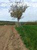 Elad fldterlet Balatonendrd, 	reghegy dl